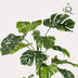 Kunstpflanze Monstera – 180 cm – Grüne Deko für Ihr Zuhause Bild 3
