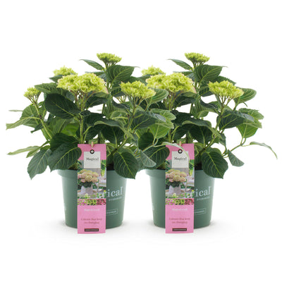 Hortensie Magical Jewel Pink: 2 Pflanzen im 23cm Topf, 55cm hoch