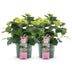 Hortensie Magical Jewel Pink: 2 Pflanzen im 23cm Topf, 55cm hoch Bild 2