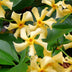 Trachelospermum 'Star of Toscana' - Gelber Duftjasmin, Ø15cm, ↕65cm Bild 5