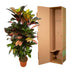 Codiaeum (Croton) Iceton veredelt - 110 cm - Ø24cm Bild 4