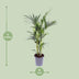 Kentia-Palme (Howea forsteriana) - Ø17cm - ↕75cm Bild 2