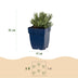 Green boutiQ - Perennial - Lavandula ang. Hidcote - Lavender - Fragrant - Purple - 12 Plants - Pot 11cm - Height 15-25cm Bild 3