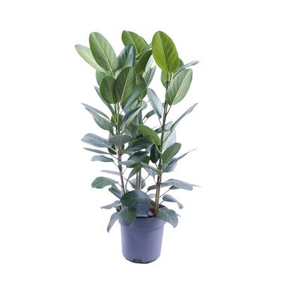 Ficus Audrey Bündel: 3 Stecklinge (Ø27cm, ↕105cm) für Ihr Zuhause