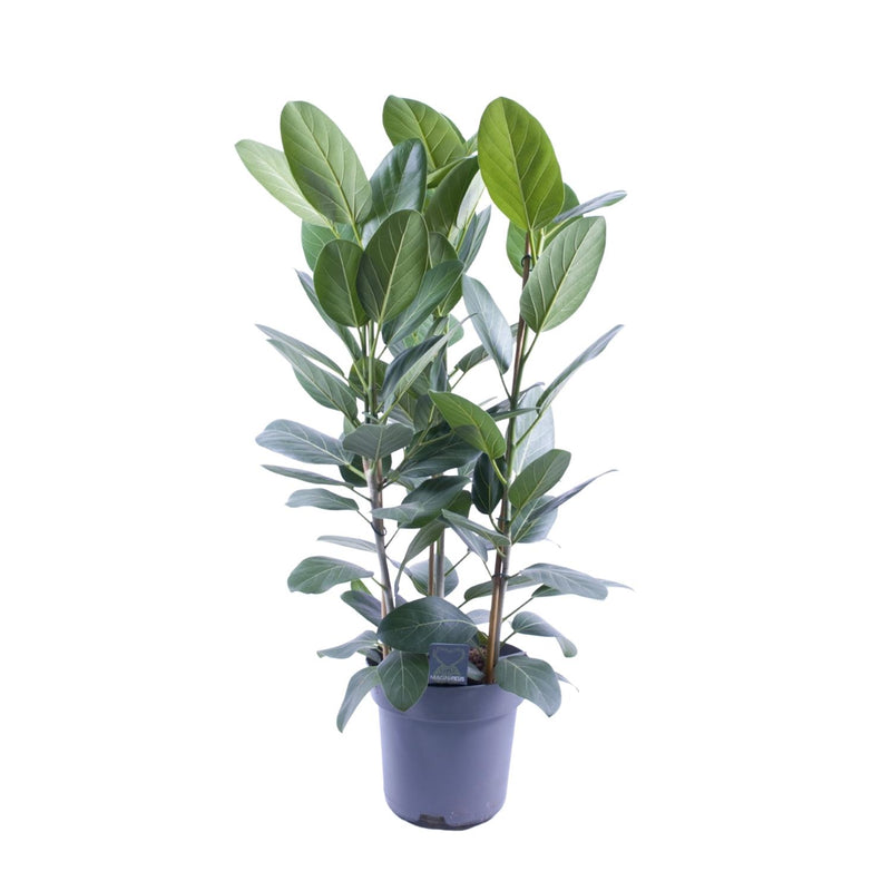 Ficus Audrey Bündel: 3 Stecklinge (Ø27cm, ↕105cm) für Ihr Zuhause