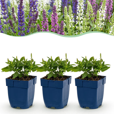 Green boutiQ - Perennial - Salvia Tricolour - Sage - Fragrant - Purple - Pink - White - 24 Plants - 11 cm Pot - Height 15–25 cm