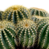 Eriocactus warasii 12cm: Ein charmanter Kaktus Bild 3