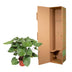 Homalomena Rubescens Maggy: Tropical Beauty, 100 cm, ø24 Pot Bild 4