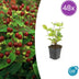 48x Hypericum inodorum 'Beauty' - ↕10-25cm - Ø9cm Bild 1