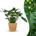 Philodendron Xanadu Houseplant with Basket, 60cm, Easy Care Bild 1