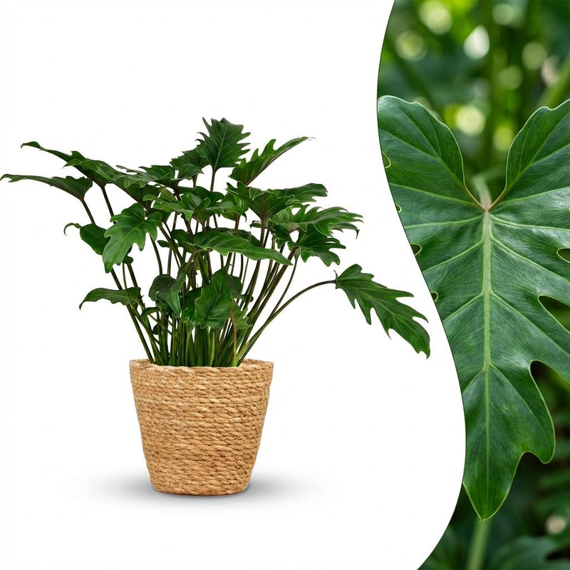 Philodendron Xanadu Houseplant with Basket, 60cm, Easy Care