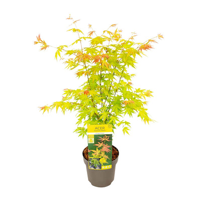 Acer palmatum 'Orange Dream' - Ø19cm Topf, ca. 50cm hoch