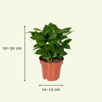 Überraschungsbox Zimmerpflanze - Ø12cm, H:25cm