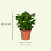 Mystery Box Houseplant - Ø12cm, H:25cm Bild 2