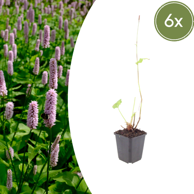 6x Persicaria aff. 'Superba' - 10-25cm - Ø9cm