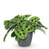 Maranta Fascinator Kerchoveana Zebra Plant with Gray Pot 12cm Bild 2