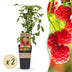 Himbeerpflanze 'Ottawa' - Rote Himbeeren, 2 Pflanzen, 50cm Bild 1
