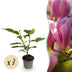 Magnolia Heaven Scent: 3 duftende rosa Blütensträucher im 12cm Topf Bild 1