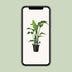 Strelitzia Nicolai (Bird of Paradise) - Ø19cm, ↕90cm Bild 5