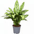 Aglaonema Romeo: Dark red leaves with silver accents, Ø17cm, ↕60cm Bild 1