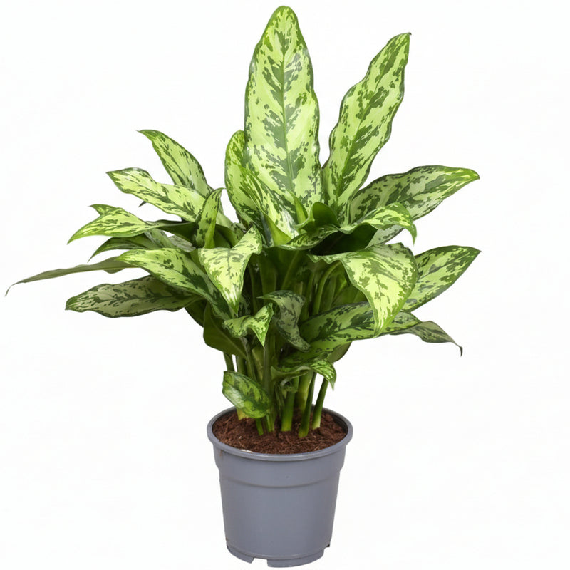 Aglaonema Romeo: Dark red leaves with silver accents, Ø17cm, ↕60cm