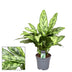Aglaonema Romeo: Dark red leaves with silver accents, Ø17cm, ↕60cm Bild 2