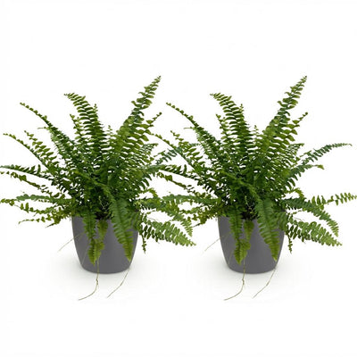 Nephrolepis exaltata Green Lady Farn, 2 Pflanzen im Topf 12cm, 25cm hoch