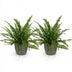 Nephrolepis exaltata Green Lady Farn, 2 Pflanzen im Topf 12cm, 25cm hoch Bild 2