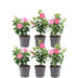 6x Dipladenia Pink (Mandevilla) - Ø12cm Topf, ↕25cm Bild 1