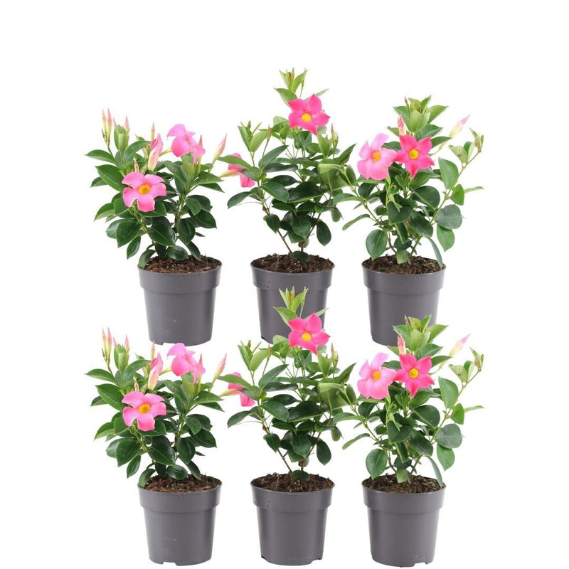 6x Dipladenia Pink (Mandevilla) - Ø12cm Topf, ↕25cm