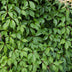 3x Virginia Creeper 'Engelmannii' ↨65cm, Ø15cm - Fast-growing climbing plant Bild 3