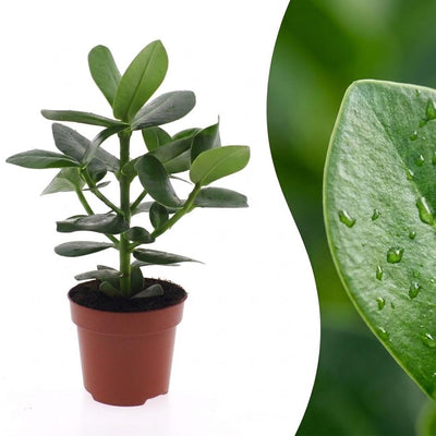 Green boutiQ - Clusia Princess - Clusia - 1 Plant - Topf 12cm - Höhe - 40cm