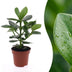 Green boutiQ - Clusia Princess - Clusia - 1 Plant - Topf 12cm - Höhe - 40cm Bild 1