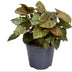 Syngonium Maria Feel Green – Houseplant Ø14cm, H25cm Bild 1