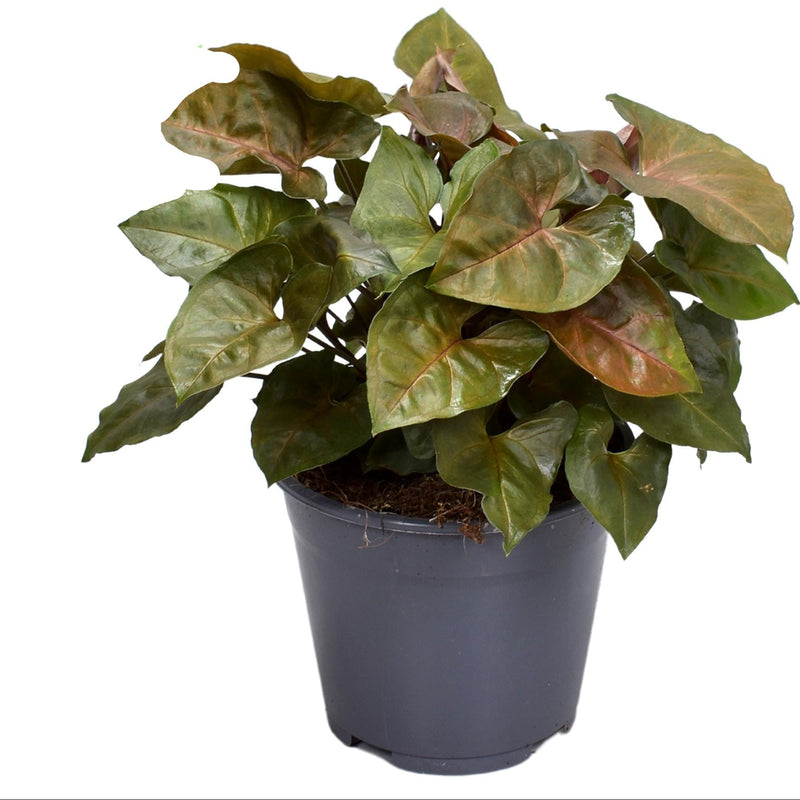 Syngonium Maria Feel Green – Houseplant Ø14cm, H25cm