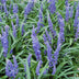 12x Liriope muscari 'Big Blue' - Immergrüner Bodendecker Bild 5