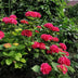 Hydrangea macrophylla 'Rot' - Winterharte Bauernhortensie, rote Blüten Bild 6
