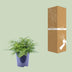 Asplenium Parvati Farn - Ø21cm - ↕40cm Bild 4