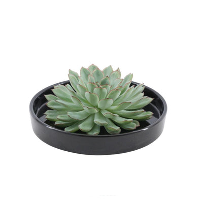 ROOTLESS Echeveria Pulidonis Schale 'schwarz' Ø20 cm - Sukkulente ohne Wurzeln
