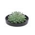 ROOTLESS Echeveria Pulidonis Schale 'schwarz' Ø20 cm - Sukkulente ohne Wurzeln Bild 1