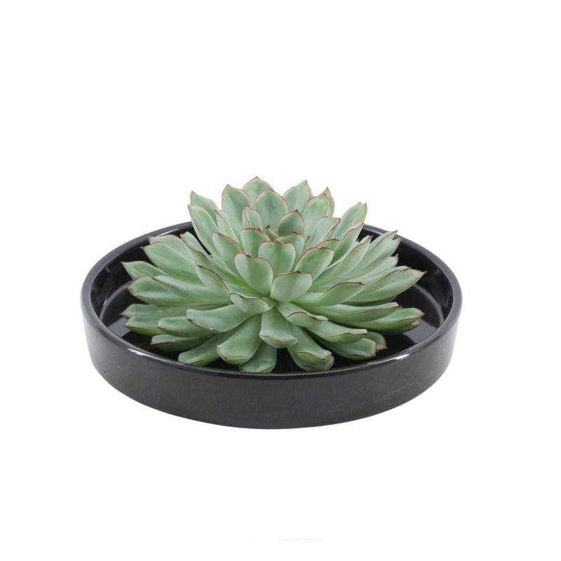ROOTLESS Echeveria Pulidonis Schale 'schwarz' Ø20 cm - Sukkulente ohne Wurzeln