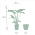 Strelitzia Nicolai & Alocasia Macrorrhiza Set in Selin Basket Bild 4