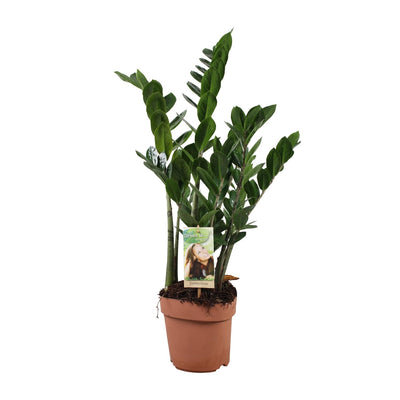 ZZ-Pflanze Zamioculcas Zamiifolia, Ø17cm, H70cm