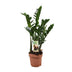 ZZ-Pflanze Zamioculcas Zamiifolia, Ø17cm, H70cm Bild 1