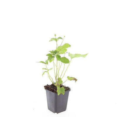 24x Herbstanemone 'Honorine Jobert' - 10-25cm - Ø9cm