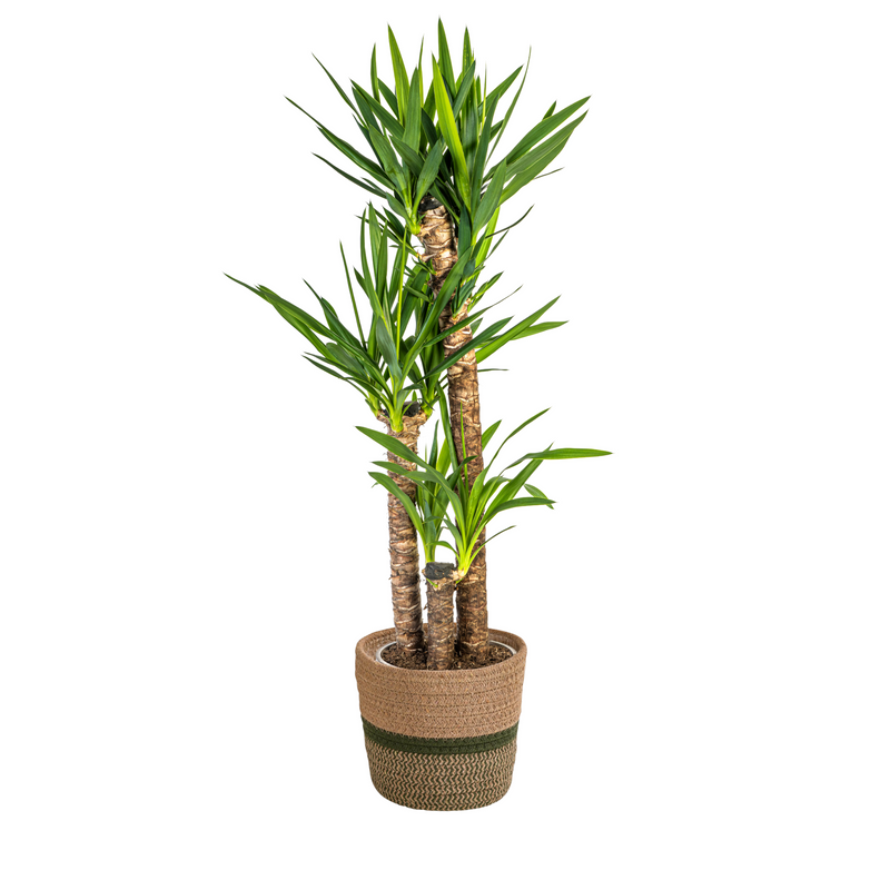 Yucca Elephantipes (Ø24cm, 120-140cm) - Exotische Zimmerpflanze