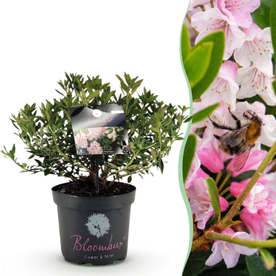 Zwerg-Rhododendron 'Bloombux Light Pink' - Hellrosa Blüte, pflegeleicht