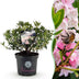 Zwerg-Rhododendron 'Bloombux Light Pink' - Hellrosa Blüte, pflegeleicht Bild 1