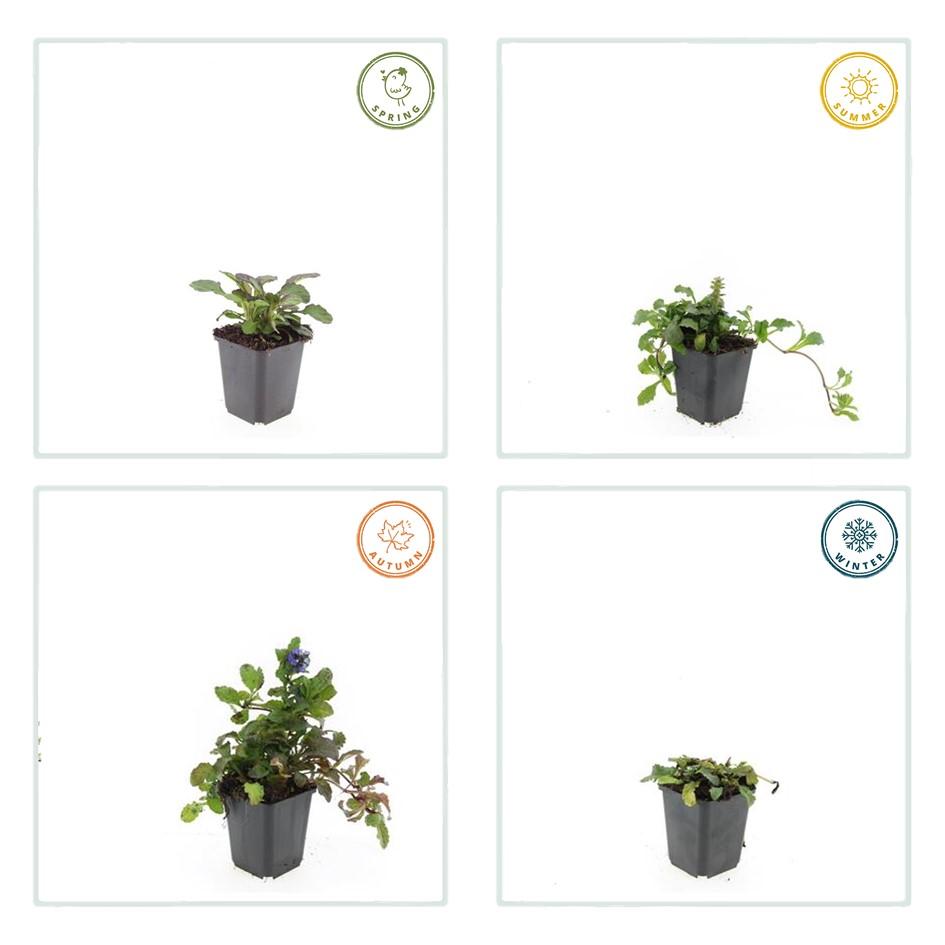 12x Ajuga reptans 'Catlin's Giant' - Bodendecker, 10-25cm