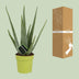 Aloe Vera Pflanze – Ø12cm Topf, 45cm Höhe, für sonnige Standorte Bild 4